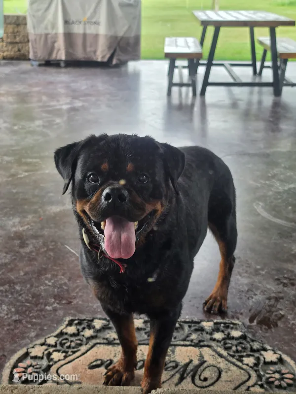 Shadows Gomez – Rottweiler puppy for sale in Kirksville, MO