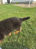 Ziggy, a male German Shepherd Dog for sale in Kirksville, MO – 5 of 5
