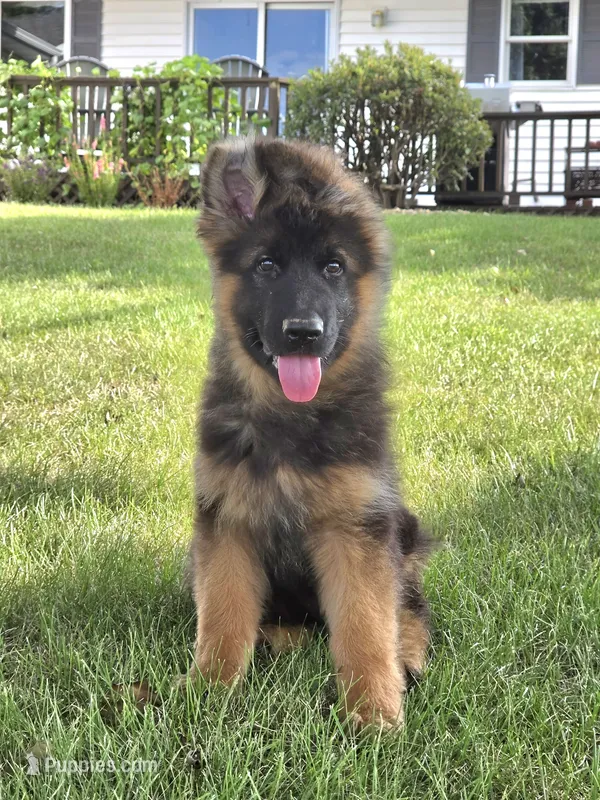 Ziggy – German Shepherd Dog puppy for sale in Kirksville, MO