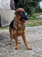 Prim, a female German Shepherd Dog for sale in Kirksville, MO – 2 of 2