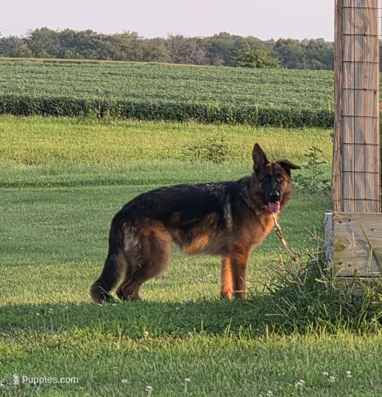 Shyanne – German Shepherd Dog puppy for sale in Kirksville, MO