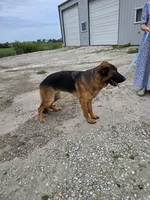 Lassie, a female German Shepherd Dog for sale in Kirksville, MO – 2 of 2