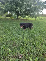 Bella, a female Rottweiler for sale in Kirksville, MO – 5 of 6