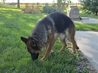 Missy, a female German Shepherd Dog for sale in Kirksville, MO – 2 of 4