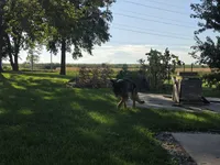 Missy, a female German Shepherd Dog for sale in Kirksville, MO – 3 of 4