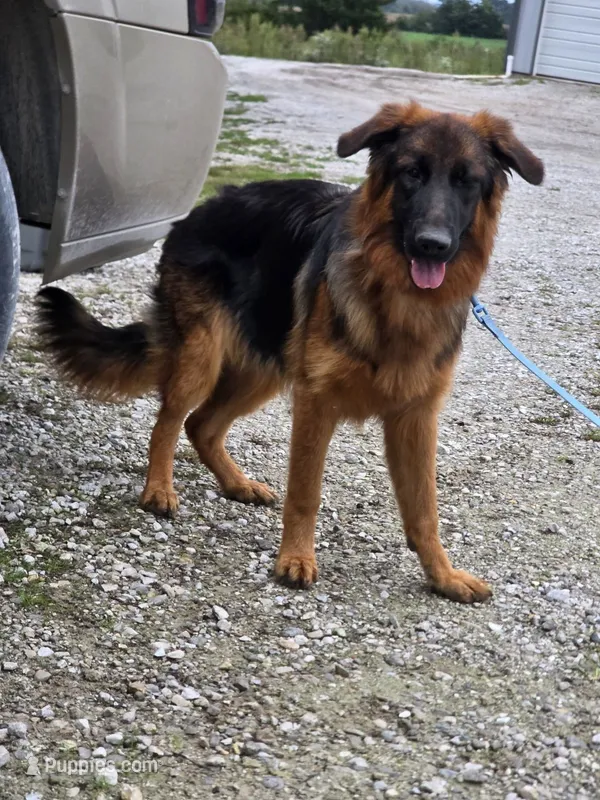 Prim – German Shepherd Dog puppy for sale in Kirksville, MO