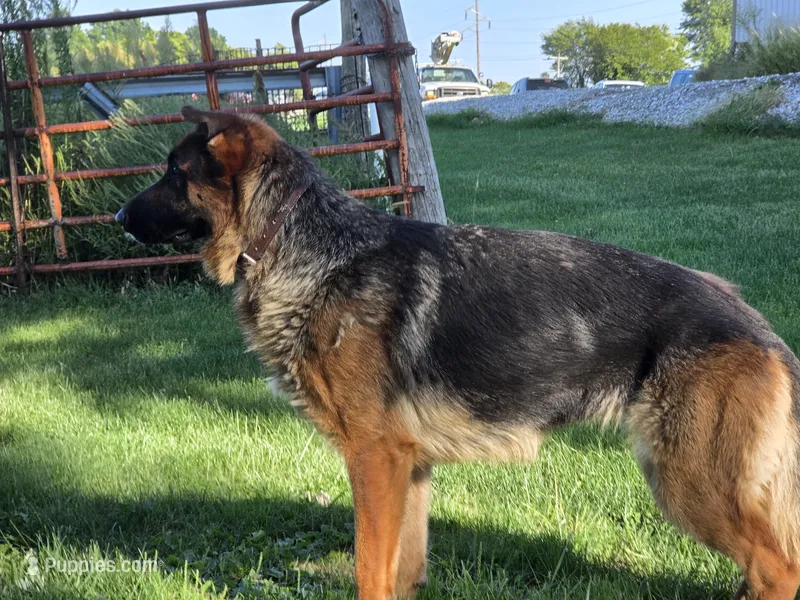 Missy – German Shepherd Dog puppy for sale in Kirksville, MO