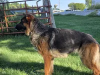 Missy, a female German Shepherd Dog for sale in Kirksville, MO – 1 of 4