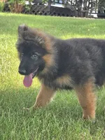 Ziggy, a male German Shepherd Dog for sale in Kirksville, MO – 2 of 5