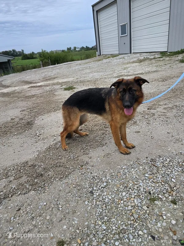 Lassie – German Shepherd Dog puppy for sale in Kirksville, MO