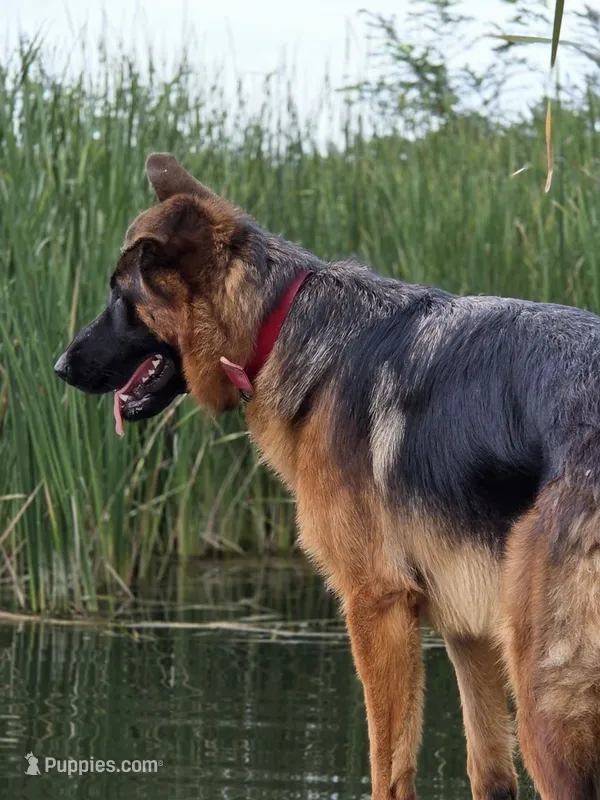 Shyanne – German Shepherd Dog puppy for sale in Kirksville, MO