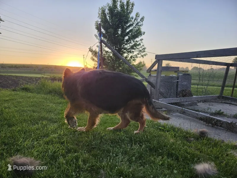 Annabelle – German Shepherd Dog puppy for sale in Kirksville, MO