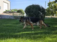 Missy, a female German Shepherd Dog for sale in Kirksville, MO – 4 of 4