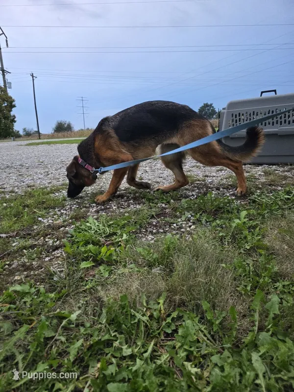 Tammy – German Shepherd Dog puppy for sale in Kirksville, MO