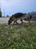 Tammy, a female German Shepherd Dog for sale in Kirksville, MO – 1 of 2