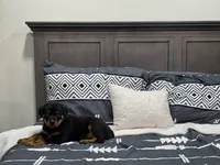 Bella, a female Rottweiler for sale in Kirksville, MO – 6 of 6