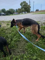 Tammy, a female German Shepherd Dog for sale in Kirksville, MO – 2 of 2