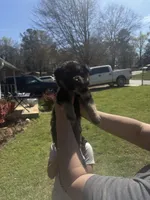 No name, a male German Shepherd Dog for sale in Jonesboro, GA – Photo 1 of 5