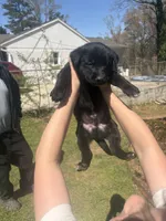 No name, a male German Shepherd Dog for sale in Jonesboro, GA – Photo 4 of 5