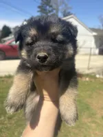 No name, a male German Shepherd Dog for sale in Jonesboro, GA – Photo 2 of 5