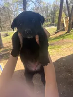 No name, a male German Shepherd Dog for sale in Jonesboro, GA – Photo 3 of 5