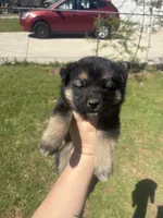 No name, a male German Shepherd Dog for sale in Jonesboro, GA – Photo 5 of 5