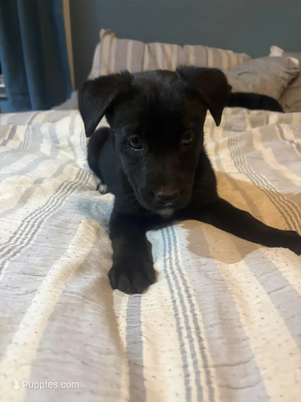 No name – German Shepherd Dog puppy for sale in Jonesboro, GA