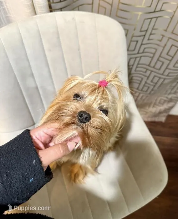 Kissa – Yorkshire Terrier puppy for sale in Burleson, TX