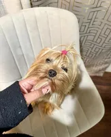Kissa, a female Yorkshire Terrier for sale in Burleson, TX – 1 of 2