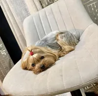 Kissa, a female Yorkshire Terrier for sale in Burleson, TX – 2 of 2