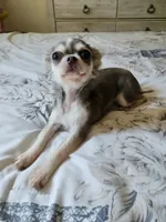 Minnie, a female Chihuahua for sale in Burleson, TX – 3 of 5