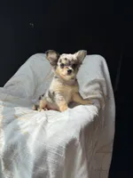 Pinto Beans, a female Chihuahua for sale in Burleson, TX – 1 of 3