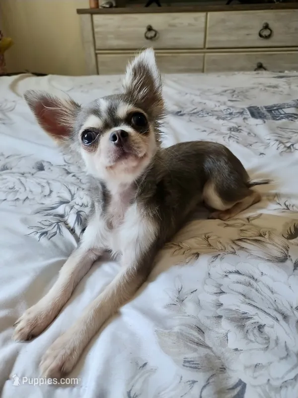 Minnie – Chihuahua puppy for sale in Burleson, TX
