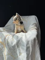 Pinto Beans, a female Chihuahua for sale in Burleson, TX – 2 of 3
