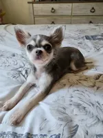 Minnie, a female Chihuahua for sale in Burleson, TX – 4 of 5