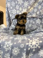 iity Biity, a female Yorkshire Terrier for sale in Burleson, TX – Photo 2 of 4