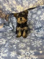 iity Biity, a female Yorkshire Terrier for sale in Burleson, TX – Photo 4 of 4