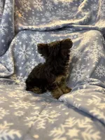 iity Biity, a female Yorkshire Terrier for sale in Burleson, TX – Photo 3 of 4