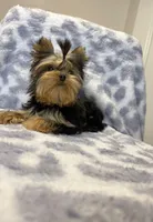 Princess, a female Yorkshire Terrier for sale in Burleson, TX – Photo 1 of 6