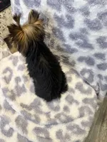 Princess, a female Yorkshire Terrier for sale in Burleson, TX – Photo 3 of 6