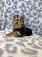Princess, a female Yorkshire Terrier for sale in Burleson, TX – Photo 4 of 6