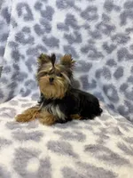 Princess, a female Yorkshire Terrier for sale in Burleson, TX – Photo 5 of 6