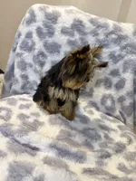 Princess, a female Yorkshire Terrier for sale in Burleson, TX – Photo 2 of 6