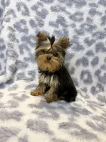 Princess, a female Yorkshire Terrier for sale in Burleson, TX – Photo 6 of 6