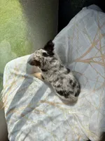 Pinto Beans, a female Chihuahua for sale in Burleson, TX – 3 of 3