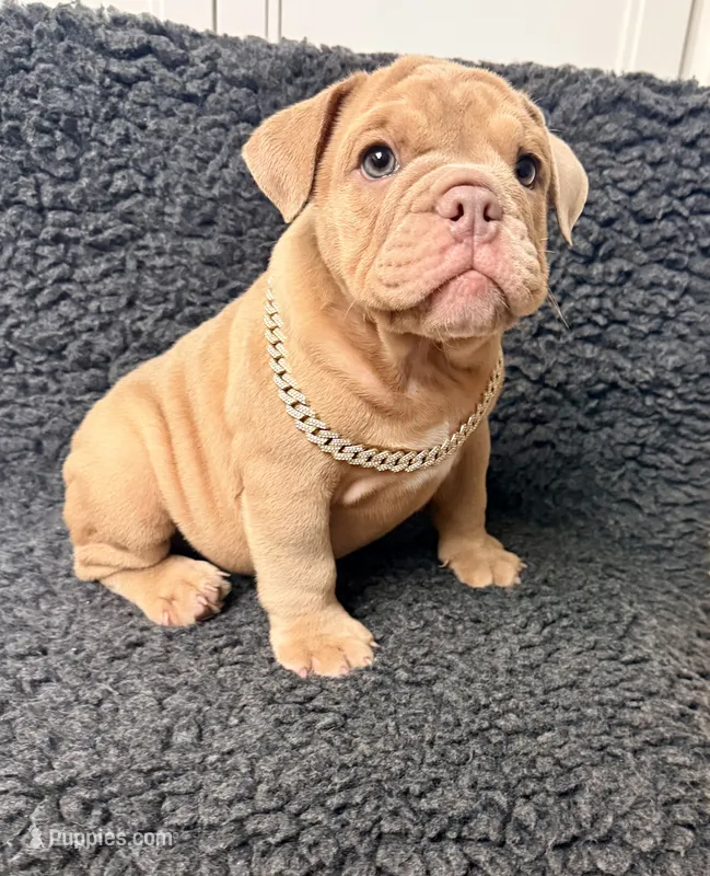 Fawn female  – English Bulldog puppy for sale in Murrieta, CA