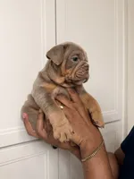 Lilac tri male , a male English Bulldog for sale in Murrieta, CA – 2 of 2