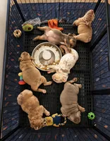 Fawn Merle Female, a female English Bulldog for sale in Murrieta, CA – 2 of 3