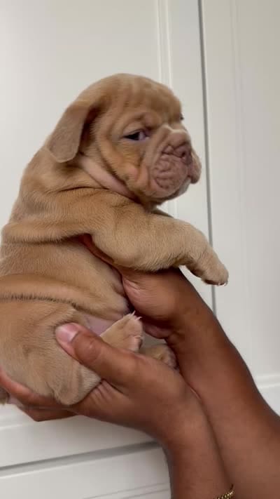 English bulldog fawn male , a male English Bulldog for sale in Murrieta, CA – 5 of 5
