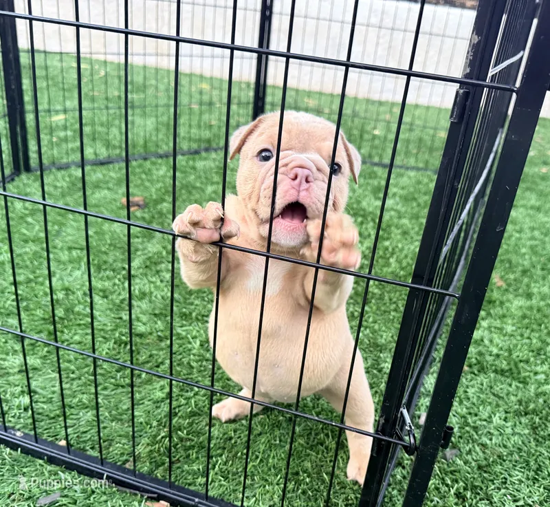 Fawn female  – English Bulldog puppy for sale in Murrieta, CA